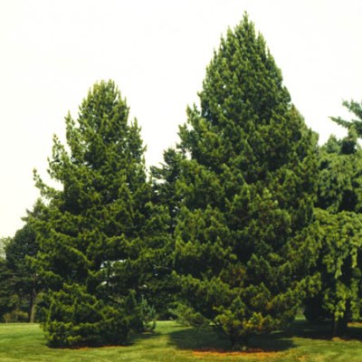 6 Best Pine Trees For Oklahoma