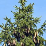 Best Pine Trees For Pennsylvania