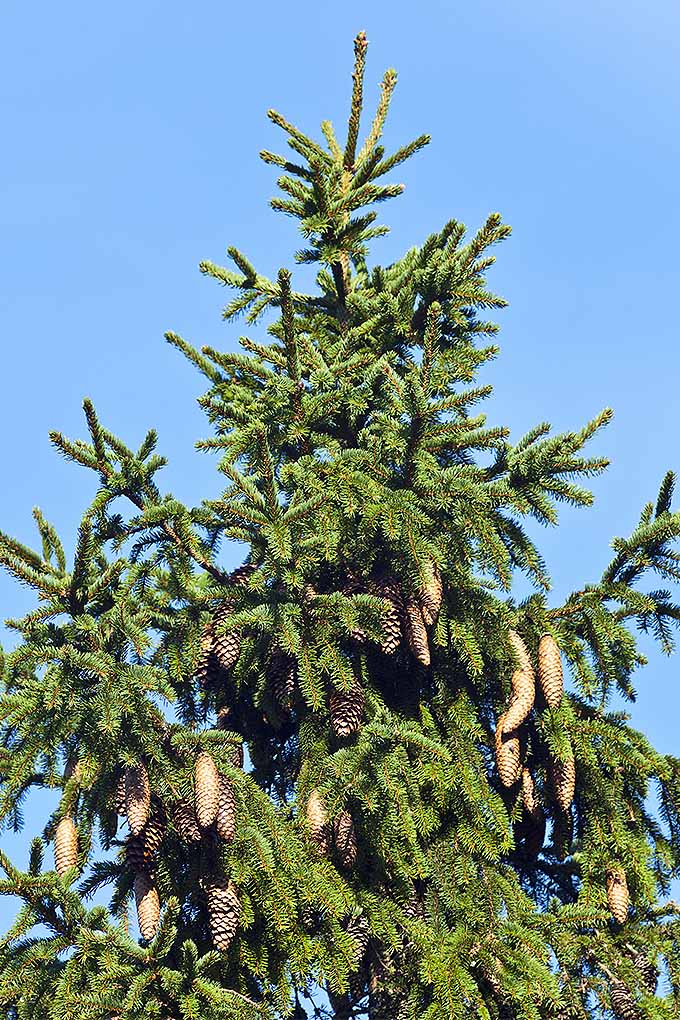 6 Best Pine Trees For Pennsylvania