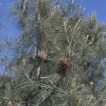 Best Pine Trees For Southern California