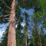 Best Pine Trees For Southern Minnesota