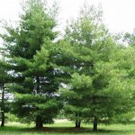 Best Pine Trees For Virginia