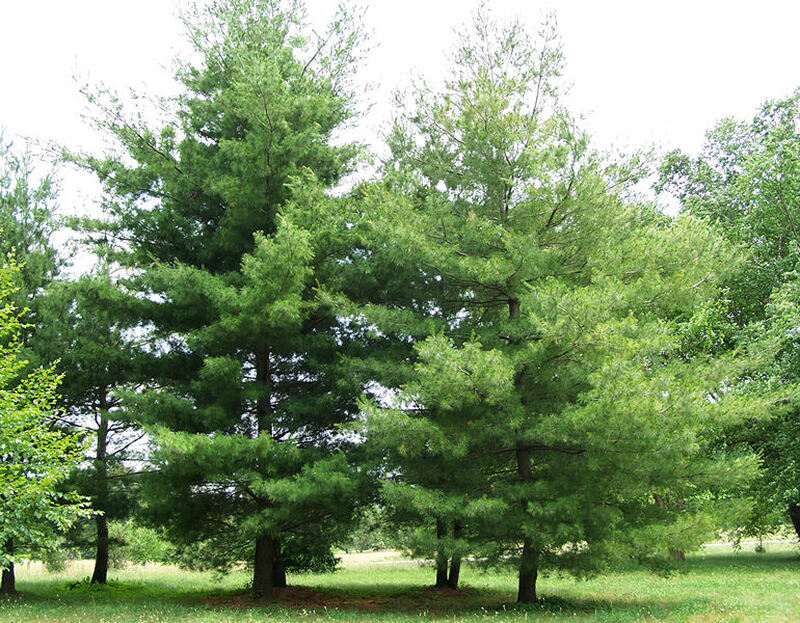 7 Best Pine Trees For Virginia