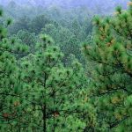 Best Pine Trees For West Texas