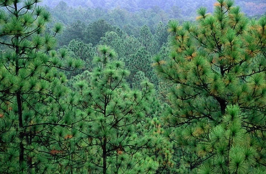 6 Best Pine Trees For Central Northern & Western Texas