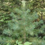 Best Pine Trees For West Virginia