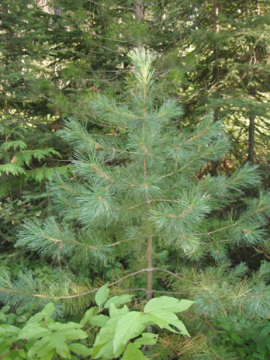Best 7 Pine Trees For West Virginia