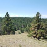 Best Pine Trees For Wyoming