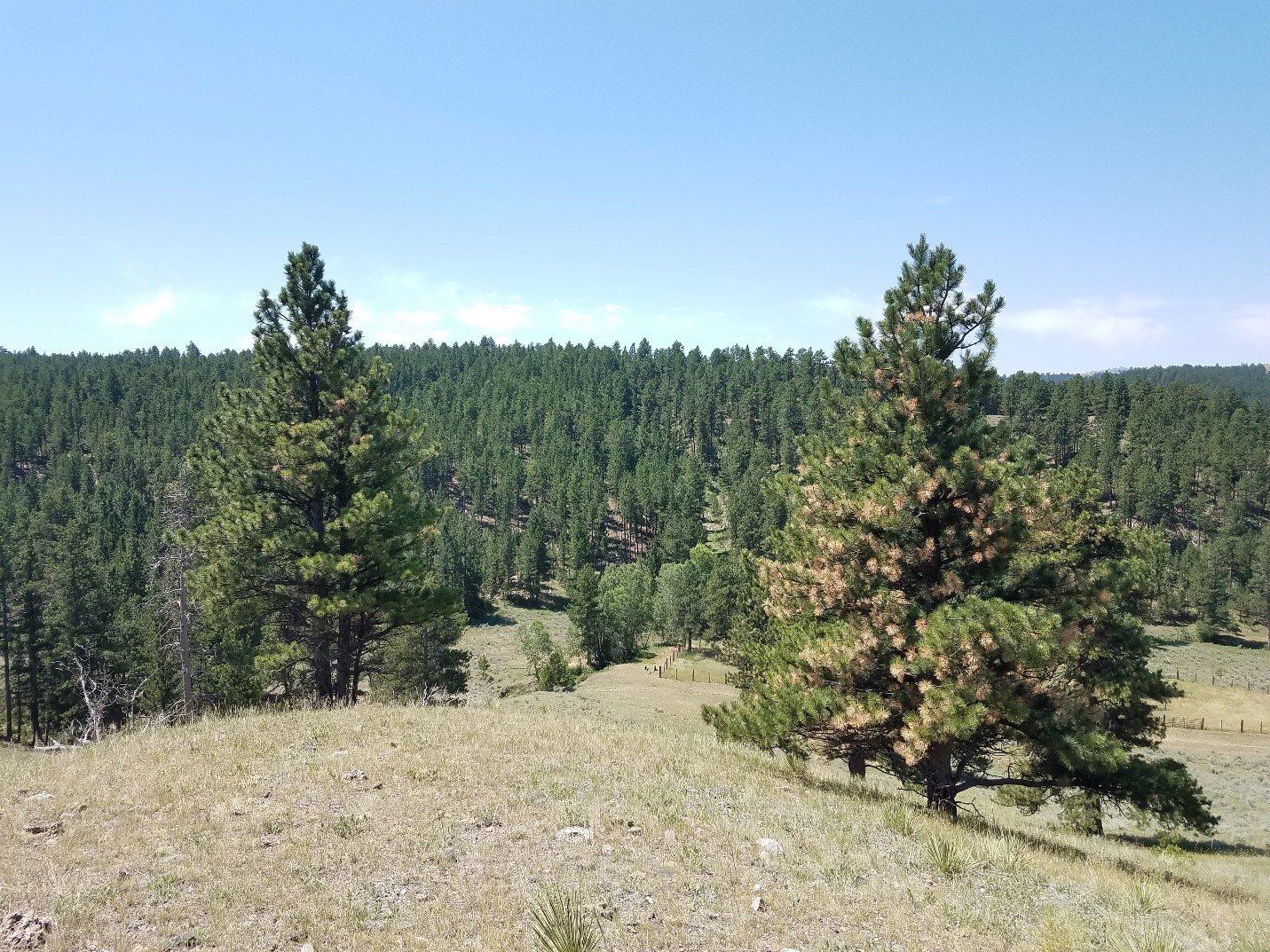 Best 7 Pine Trees For Wyoming