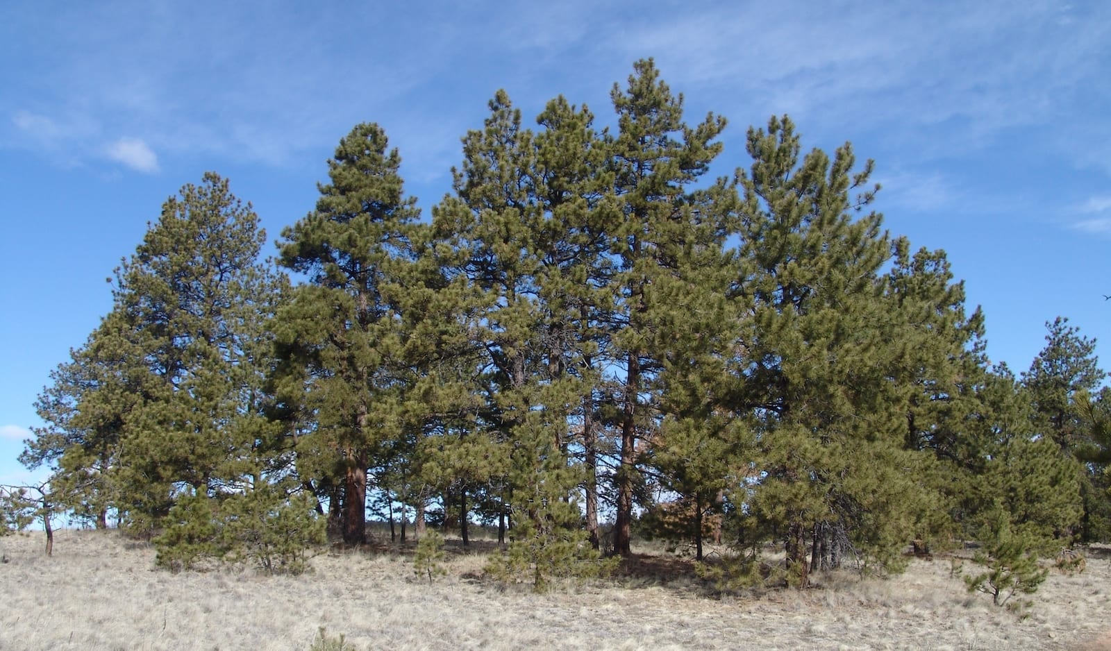 Best 5 Pine Trees for Colorado