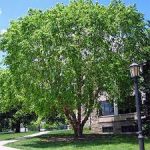 Best Shade Trees For Chino Valley