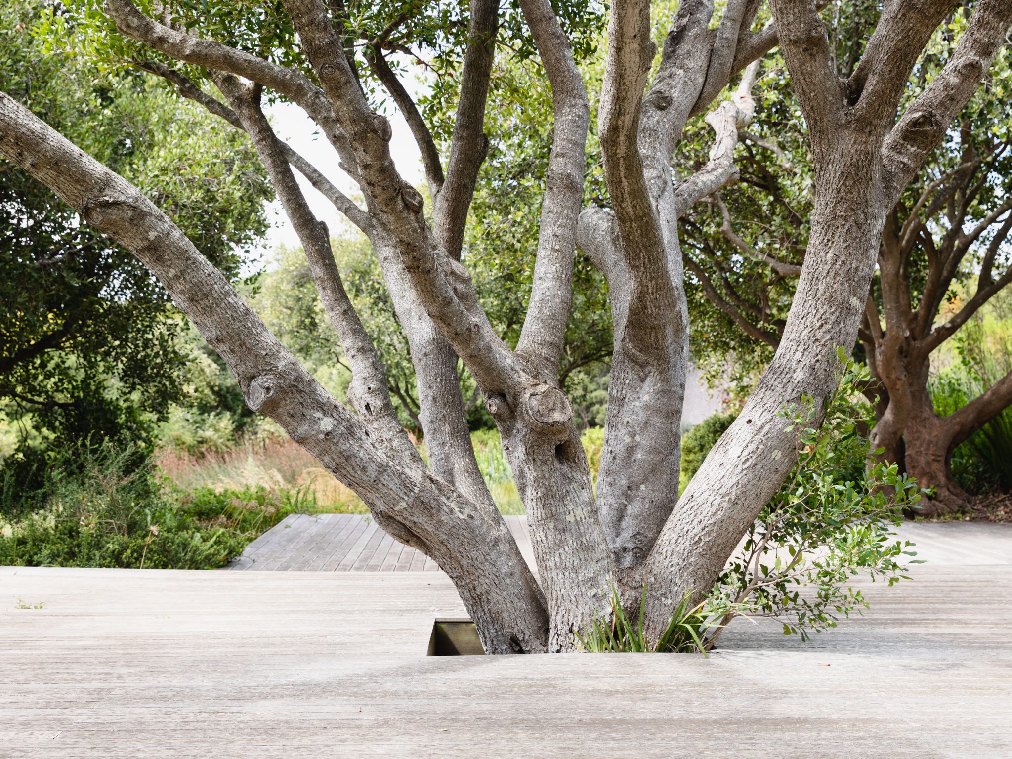 Best 5 Shade Trees For Los Angeles