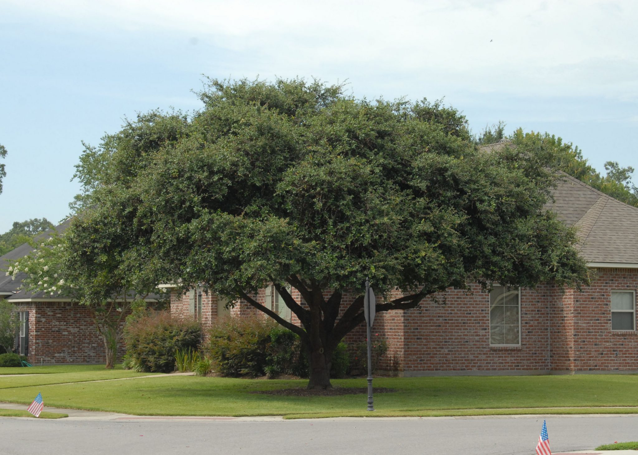 Best 6 Shade Trees For Louisiana