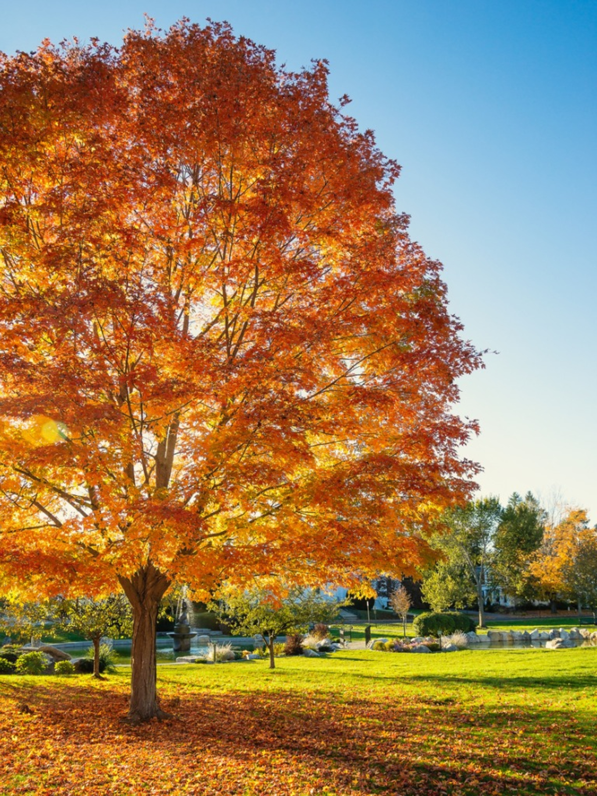7 Best Shade Trees For Massachusetts