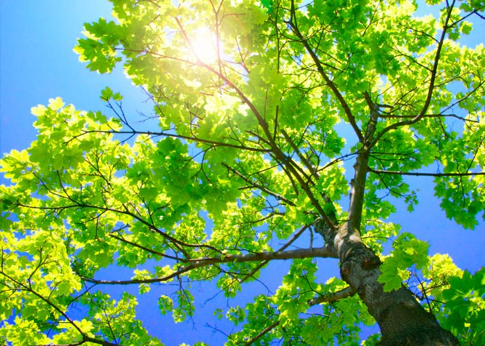 5 Best Shade Trees For Missouri