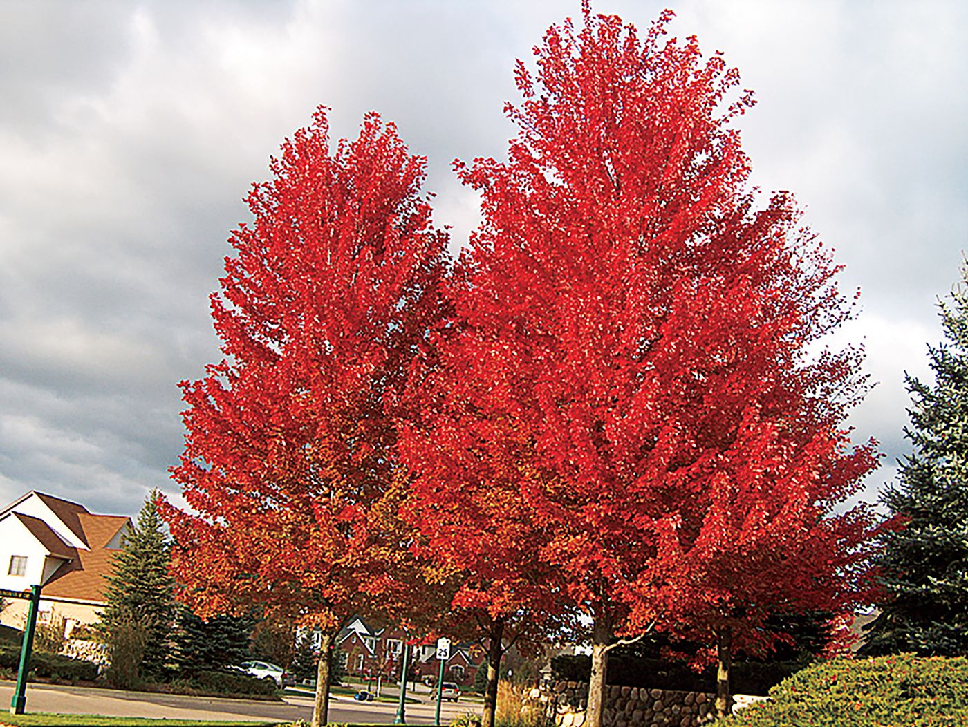 6 Best Shade Trees For Montana