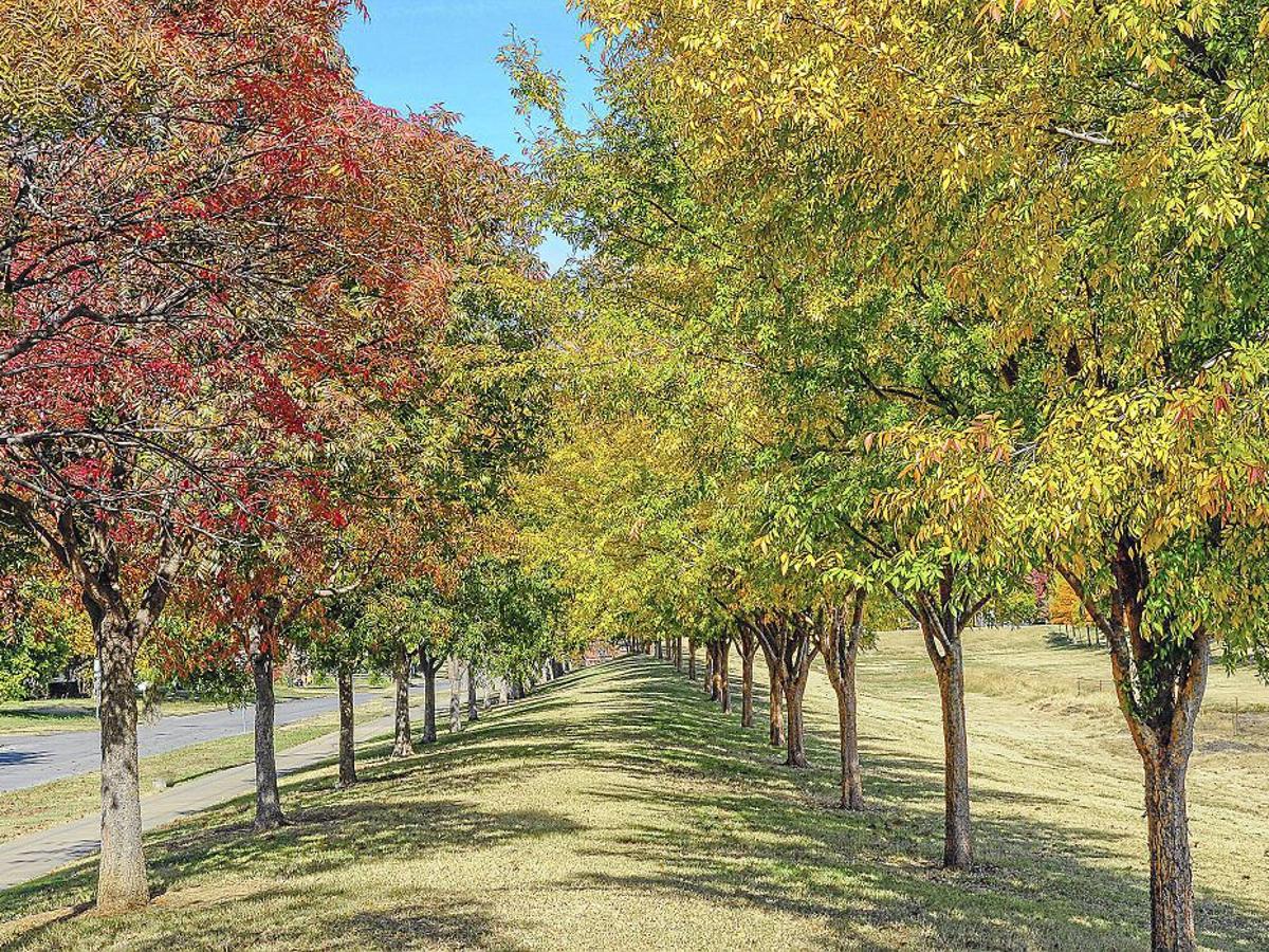 5 Best Shade Trees For Northern Southern & Central Illinois