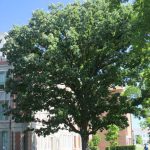 Best Shade Trees For Ohio