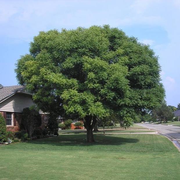Best 7 Shade Trees For Oklahoma