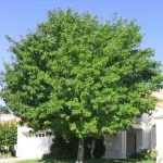 Best Shade Trees For Prescott