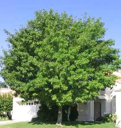 Best 7 Shade Trees For Prescott