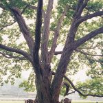 Best Shade Trees For Redding