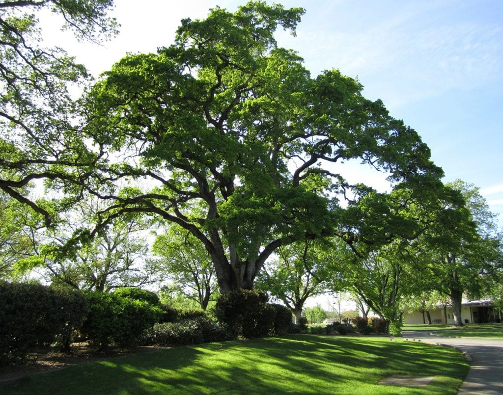 Best 6 Shade Trees For San Antonio