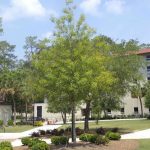 Best Shade Trees For Southern Northern & Central Carolina
