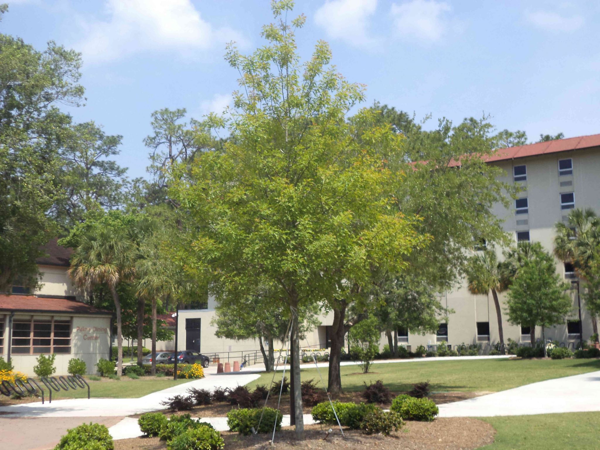 5 Best Shade Trees For Southern Northern & Central Carolina