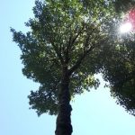 Best Shade Trees For Southern Northern & Central Oregon