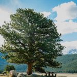 Best Shade Trees For Washington