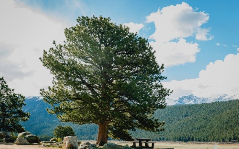 7 Best Shade Trees For Washington