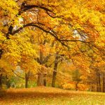 Best Shade Trees For Wyoming