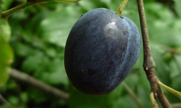 How Wide Does A Plum Tree Grow?