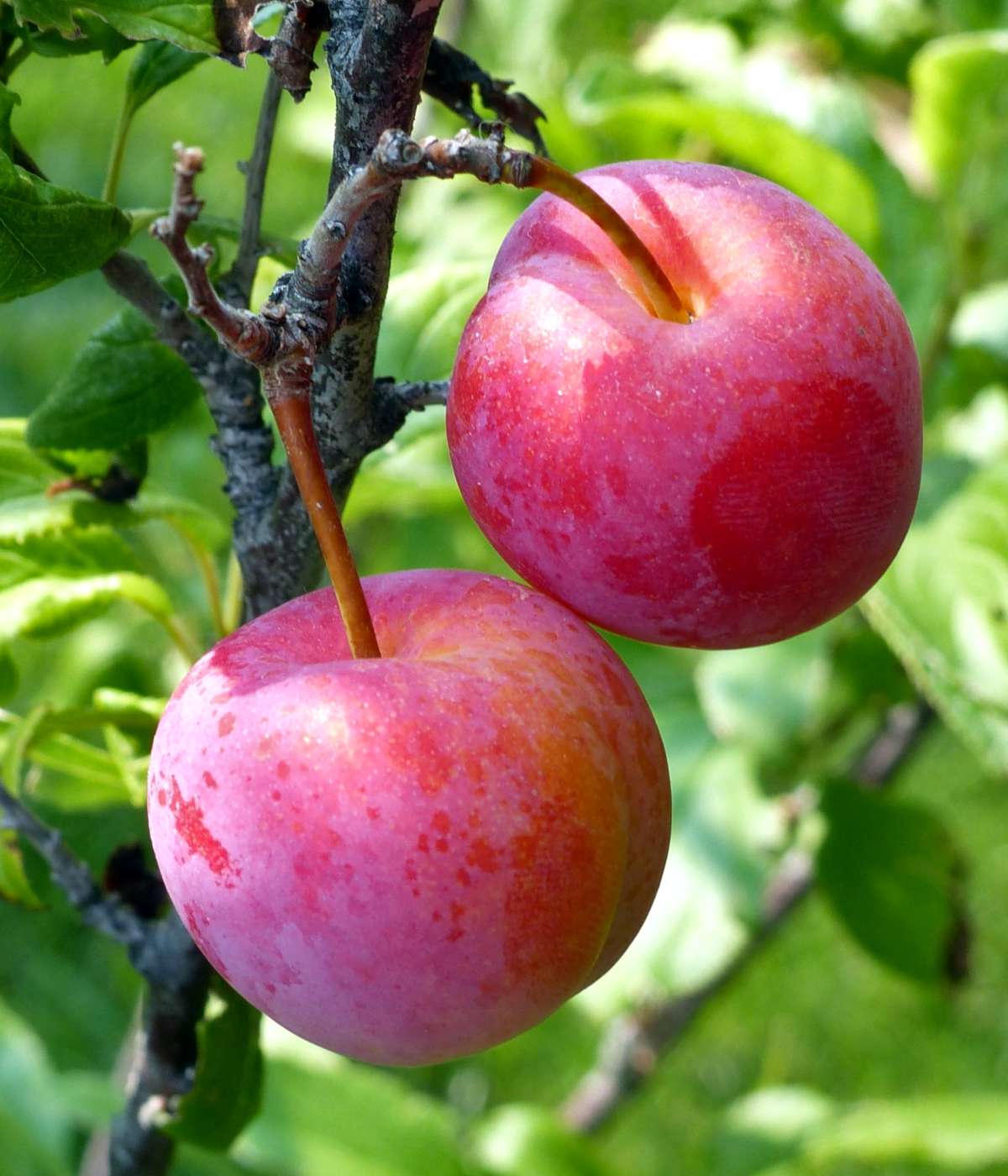 Can You Eat Plums From An Ornamental Plum Tree?