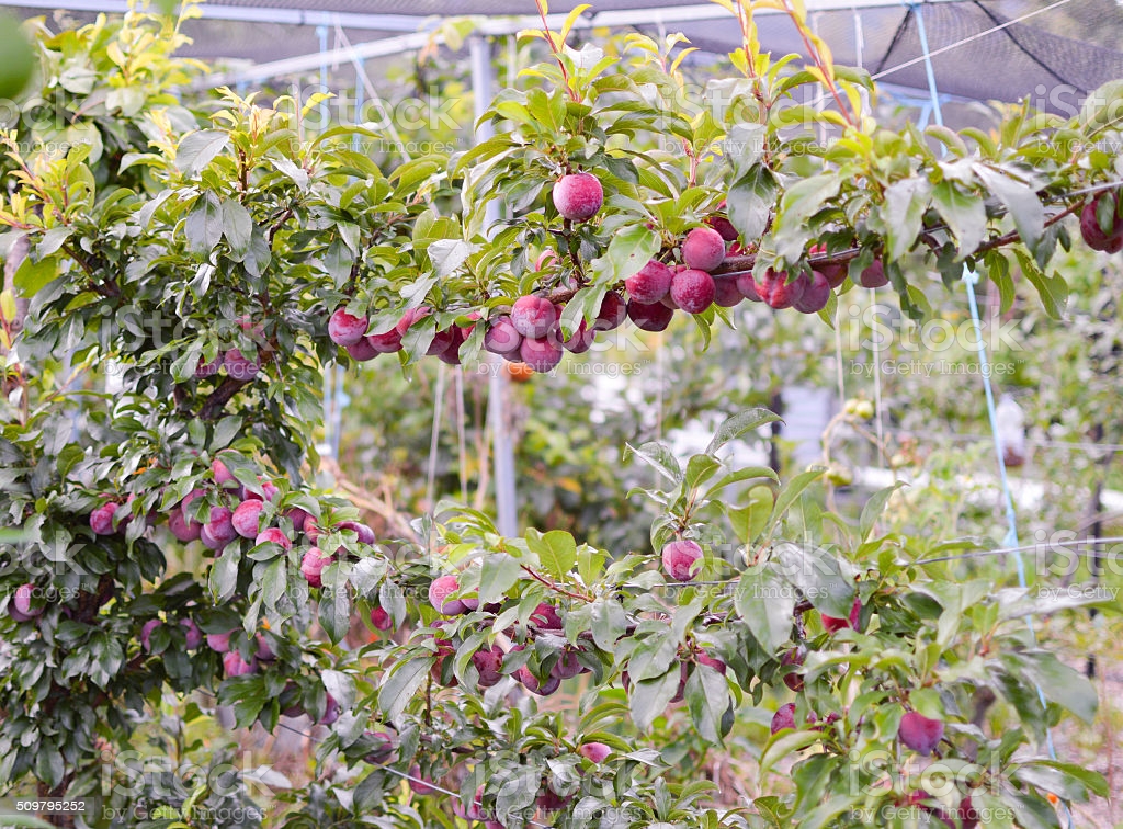 How Long For Plum Trees To Produce Fruit?
