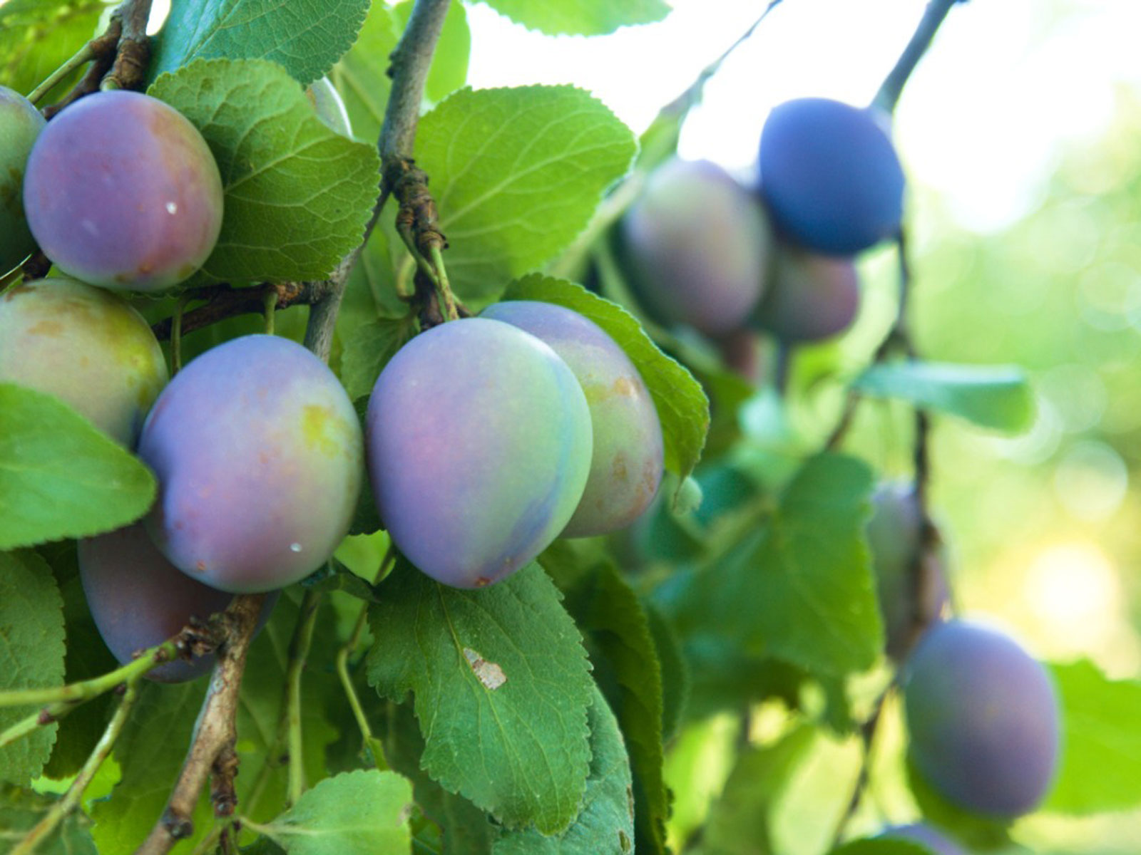 Can You Eat Plums Off A Flowering Plum Tree?