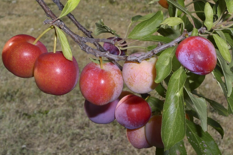 How Old Does A Plum Tree Have To Be To Bear Fruit?