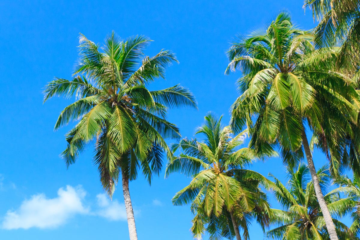 5 Best Palm Trees For Arizona