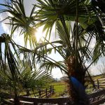 5 Best Palm Trees For Corpus Christi Texas