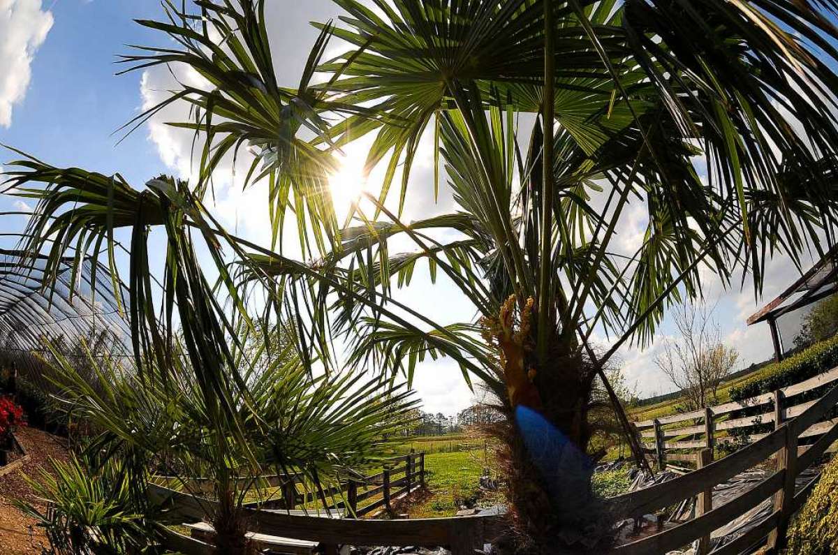 5 Best Palm Trees For Corpus Christi Texas