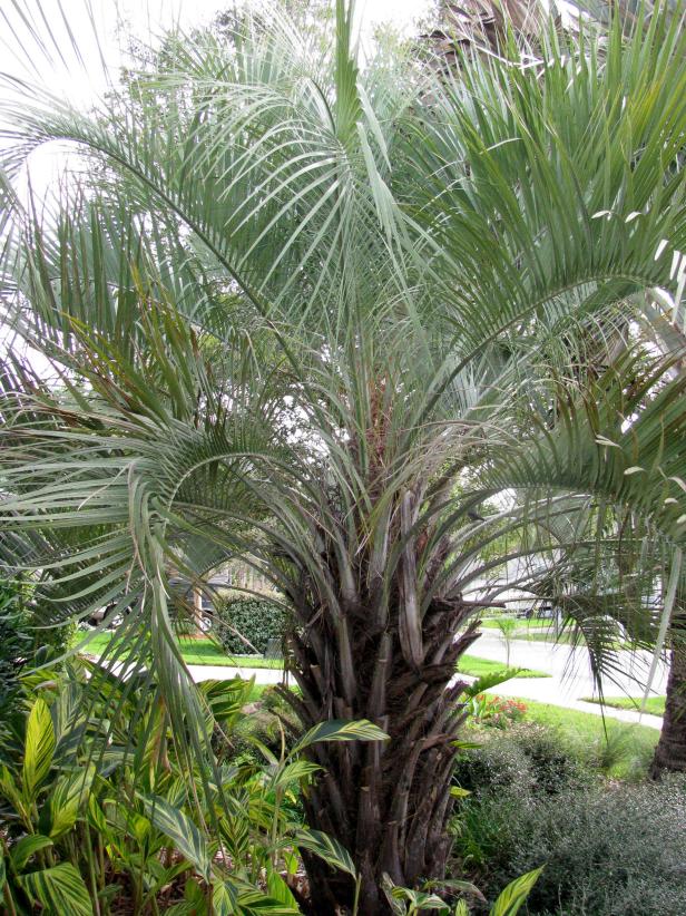 5 Best Palm Trees For New Jersey