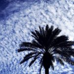 5 Best Palm Trees For New Orleans