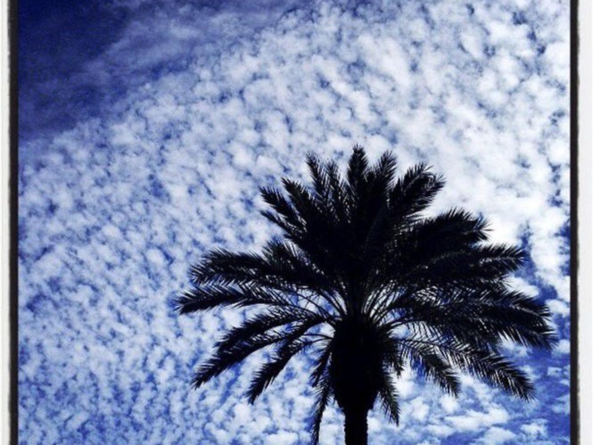 5 Best Palm Trees For New Orleans
