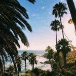 5 Best Palm Trees For San Diego