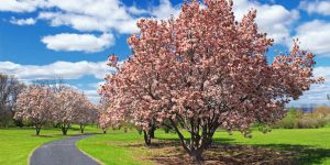5 Best Privacy Trees For Florida