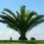 6 Best Palm Trees For Las Vegas
