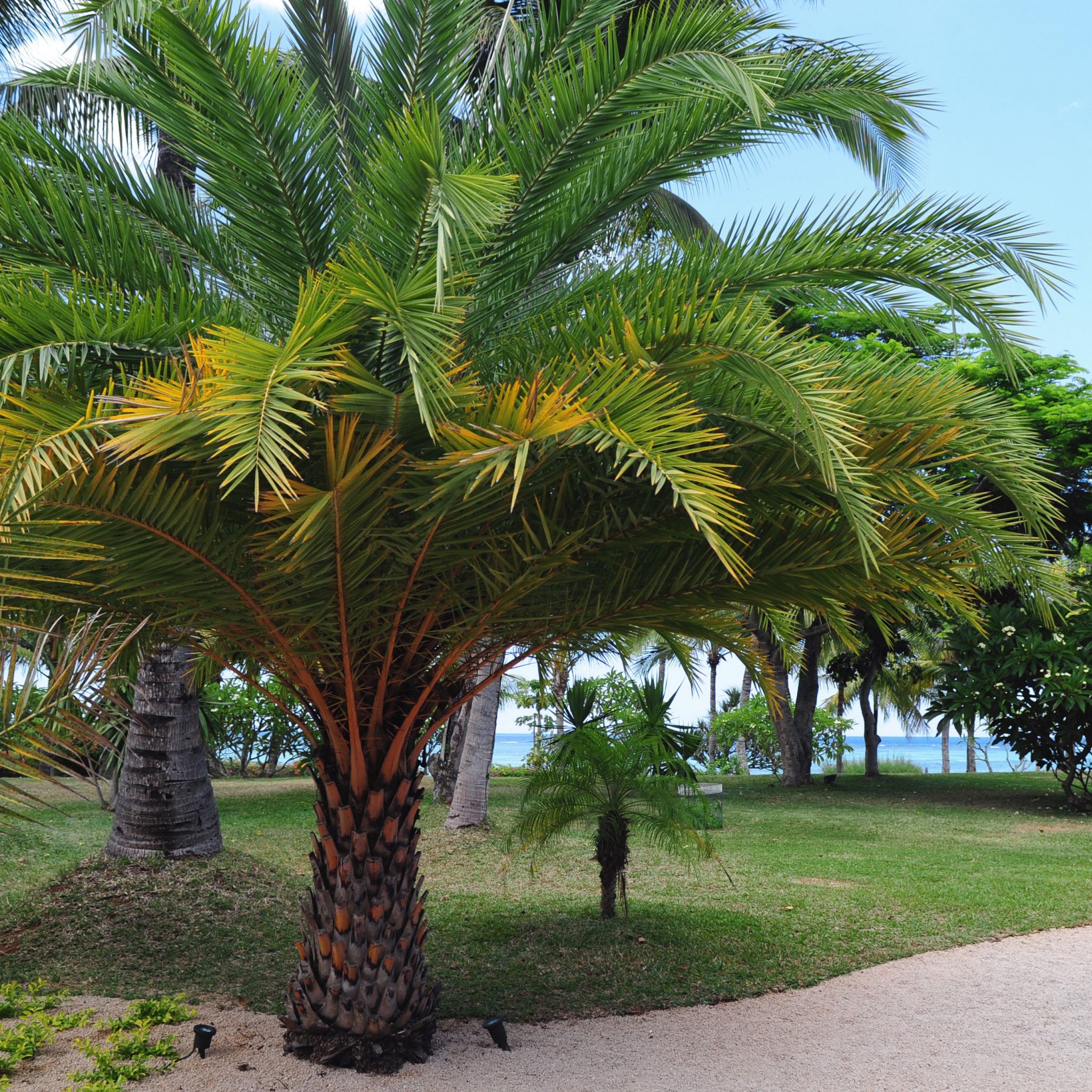 6 Best Palm Trees For Northern Eastern & Western Texas