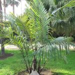 6 Best Palm Trees For Oregon