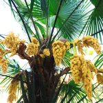 6 Best Palm Trees For San Antonio